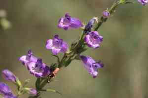 Bellflower beardtongue(Penstemon campanulatus)