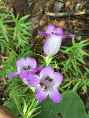 Bellflower beardtongue(Penstemon campanulatus)