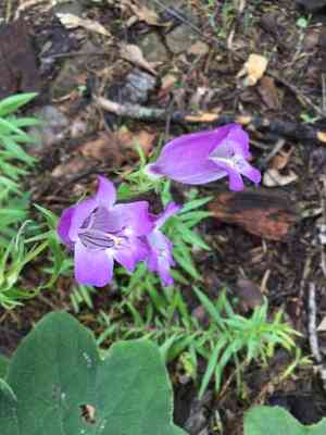 Bellflower beardtongue(Penstemon campanulatus)