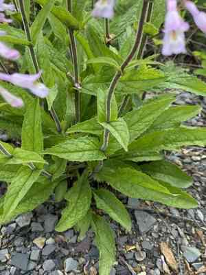 Eastern gray beardtongue(Penstemon canescens)
