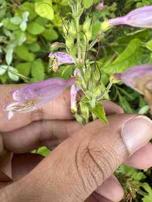 Eastern gray beardtongue(Penstemon canescens)
