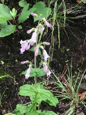 Eastern gray beardtongue(Penstemon canescens)