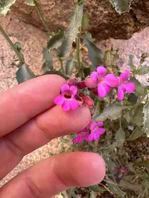 Cleveland's beardtongue(Penstemon clevelandii)