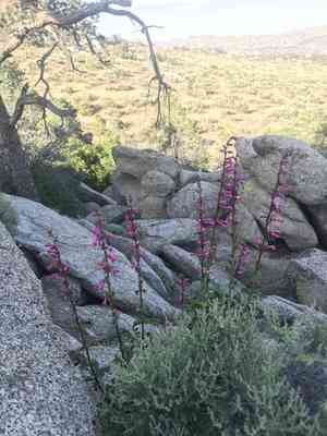 Cleveland's beardtongue(Penstemon clevelandii)