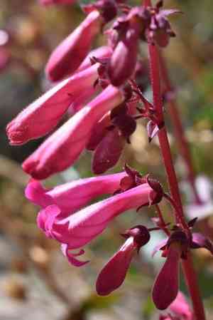 Cleveland's beardtongue(Penstemon clevelandii)