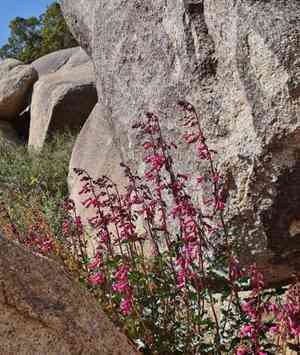 Cleveland's beardtongue(Penstemon clevelandii)