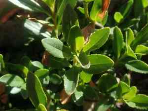 Rocky ledge penstemon(Penstemon ellipticus)