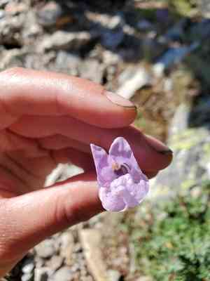 Rocky ledge penstemon(Penstemon ellipticus)