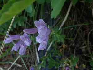 Rocky ledge penstemon(Penstemon ellipticus)
