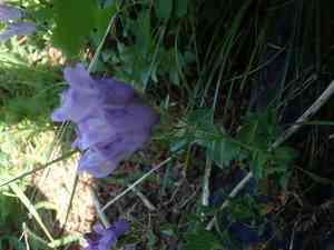 Rocky ledge penstemon(Penstemon ellipticus)