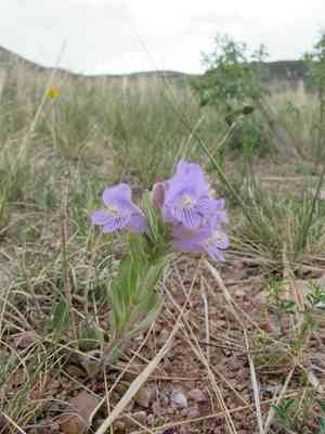 Fuzzytongue penstemon(Penstemon eriantherus)