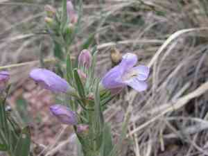 Fuzzytongue penstemon(Penstemon eriantherus)
