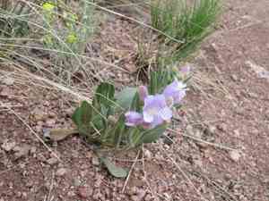 Fuzzytongue penstemon(Penstemon eriantherus)
