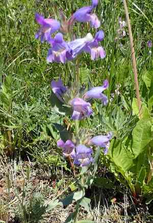 Fuzzytongue penstemon(Penstemon eriantherus)