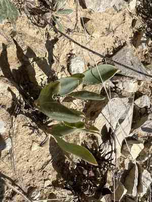 Fendler's penstemon(Penstemon fendleri)