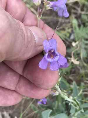 Fendler's penstemon(Penstemon fendleri)