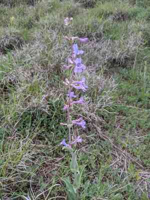 Fendler's penstemon(Penstemon fendleri)