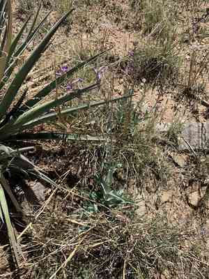 Fendler's penstemon(Penstemon fendleri)