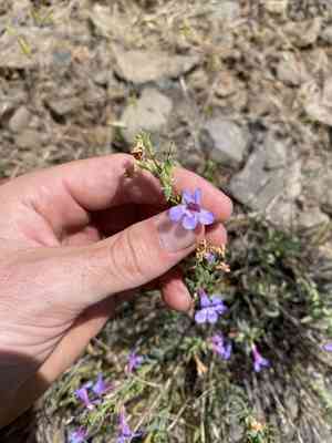 Gairdner's beardtongue(Penstemon gairdneri)