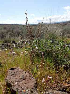 Gairdner's beardtongue(Penstemon gairdneri)