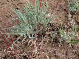 Gairdner's beardtongue(Penstemon gairdneri)