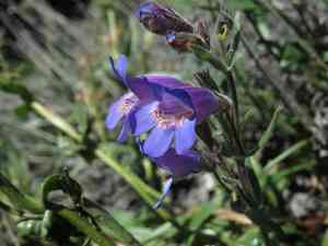 Gorman's beardtongue(Penstemon gormanii)