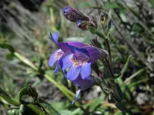 Gorman's beardtongue(Penstemon gormanii)
