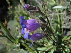 Gorman's beardtongue(Penstemon gormanii)
