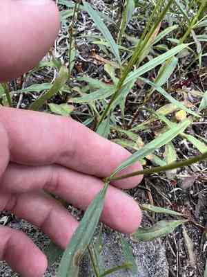 Slender penstemon(Penstemon gracilentus)