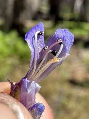 Slender penstemon(Penstemon gracilentus)
