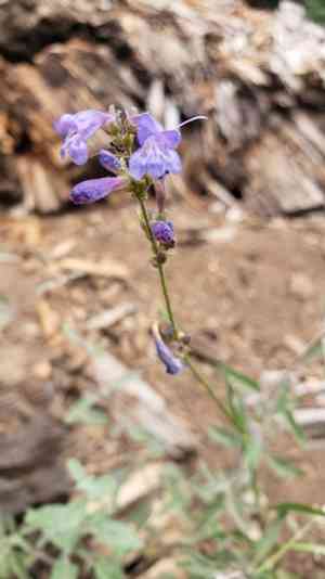 Slender penstemon(Penstemon gracilentus)