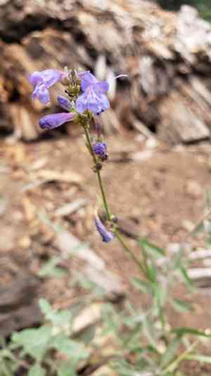 Slender penstemon(Penstemon gracilentus)