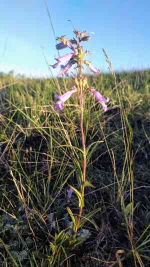 Lilac penstemon(Penstemon gracilis)