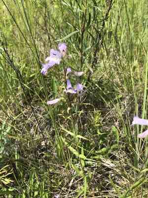 Lilac penstemon(Penstemon gracilis)