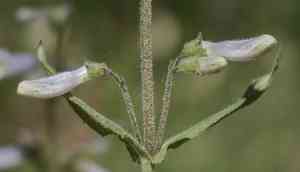 Lilac penstemon(Penstemon gracilis)