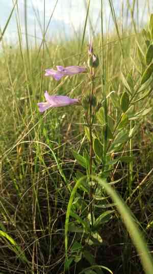 Lilac penstemon(Penstemon gracilis)