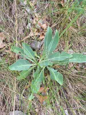 Large beardtongue(Penstemon grandiflorus)