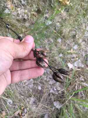 Large beardtongue(Penstemon grandiflorus)