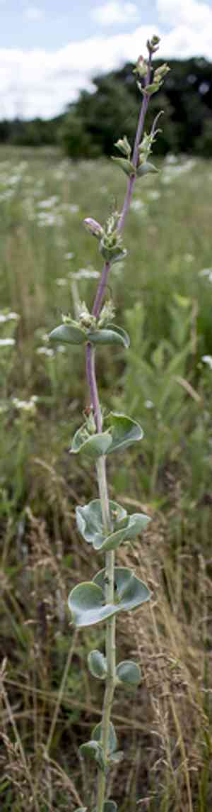 Large beardtongue(Penstemon grandiflorus)