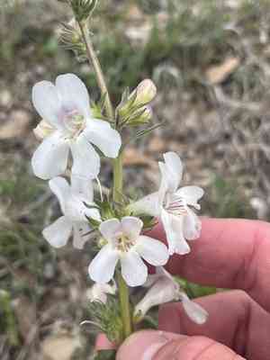 Guadalupe beardtongue(Penstemon guadalupensis)