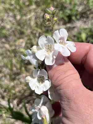 Guadalupe beardtongue(Penstemon guadalupensis)