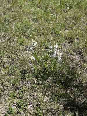 Guadalupe beardtongue(Penstemon guadalupensis)