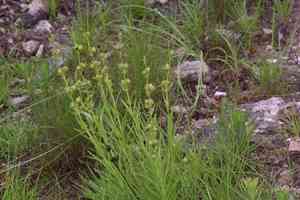 Guadalupe beardtongue(Penstemon guadalupensis)