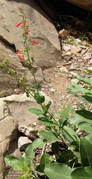 Big bend beardtongue(Penstemon havardii)