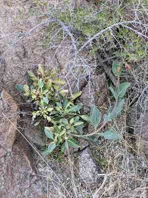 Big bend beardtongue(Penstemon havardii)