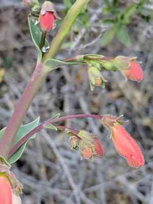 Big bend beardtongue(Penstemon havardii)