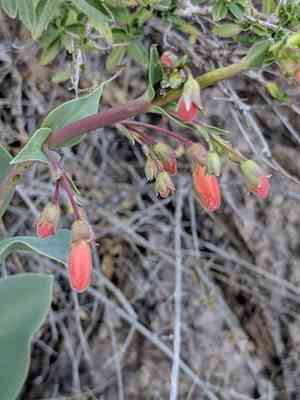 Big bend beardtongue(Penstemon havardii)