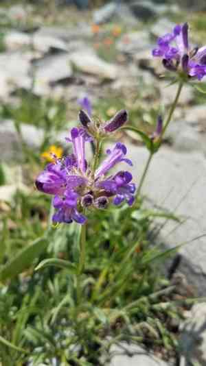 Sierra beardtongue(Penstemon heterodoxus)