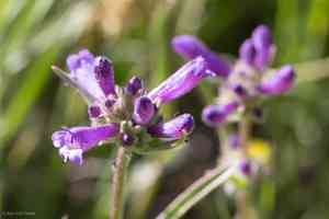 Sierra beardtongue(Penstemon heterodoxus)