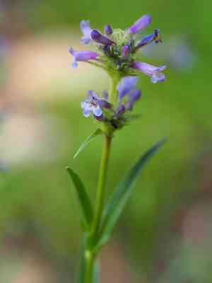 Sierra beardtongue(Penstemon heterodoxus)